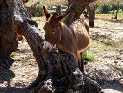 brown Donkey beneath old tree