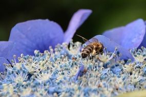 bee on blue hydrangea close-up