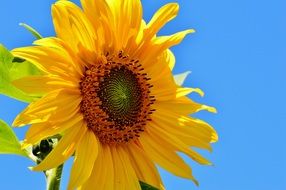sunflower on a bright summer day