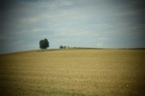 Tree on Hill at harvested grain field, Landscape