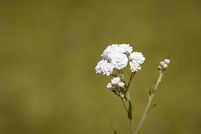 Ranunculus aconitifolius is a species of flowering plant in the family Ranunculaceae