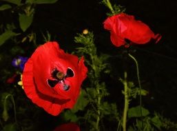 Black and red poppies