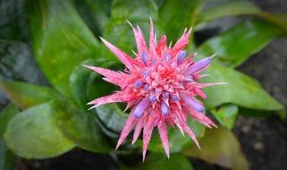 aechmea fasciata