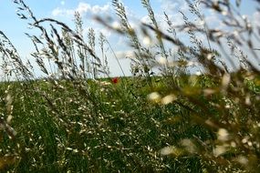 extraordinary beautiful Grasses Meadow