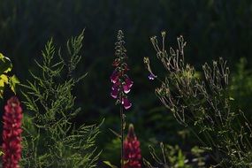 bright fragrant flowers on bed