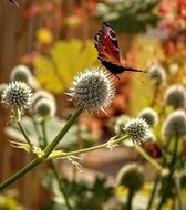 Butterfly on a thistle flower