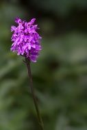 Heath Spotted Orchid in spring