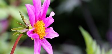 pink Sterndahlie Dahlia Georgine