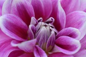 purple dahlia close up