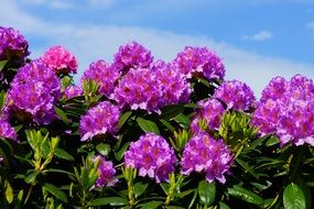 blooming Rhododendron Bush at sky