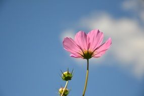 cosmea blossom on a blue sky background