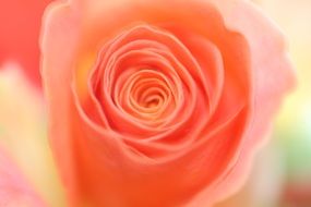 pale orange rose close up