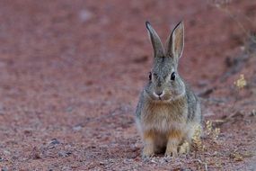 gray rabbit in the desert close-up