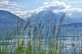 green reeds by the lake