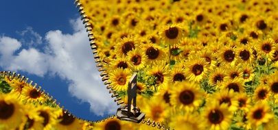 Summer Sky through open Zip in Sunflower field, collage