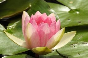 pink water lily flower on the pond