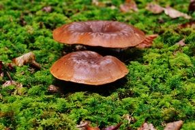 two glossy brown Mushrooms on Forest floor