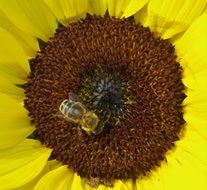 wasp on sunflower seeds