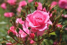 photo of pink rose bush