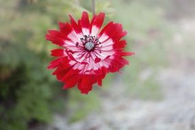 Anemone in the garden