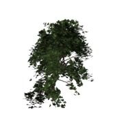 Ivy Plant Green Climber isolated