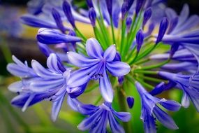 plant with small blue flowers close up