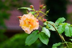 tender garden rose