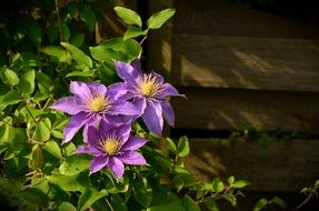 purple clematis flowers near a wooden fence