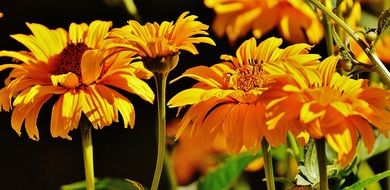 yellow flower blossom in the garden