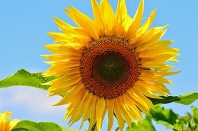 sunflower under the bright sun