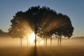 the bright rays of the morning sun through the fluffy trees