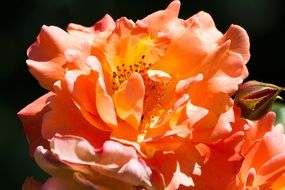 Orange and pink rose