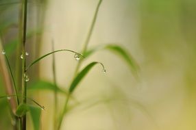 Raindrops on a bamboo plants