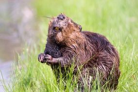 wet beaver near the pond