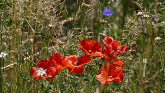 Poppy Meadow Cornflower
