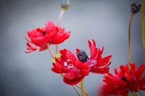 Red Anemone Flower