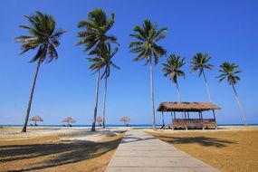 sea coast with palm trees