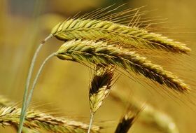 Grain plants