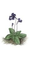 flower blossom as an illustration