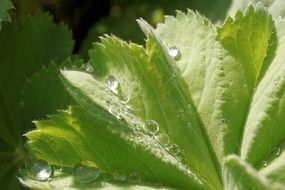 Drops of water on the leaves