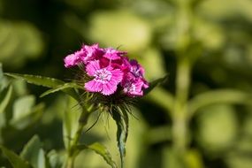 pink carnation flower in the garden