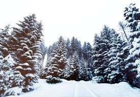snow in a pine forest