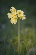 Cowslip or Primula veris