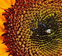 seeds in a colorful sunflower close up