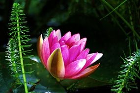 pink water lily is a water plant