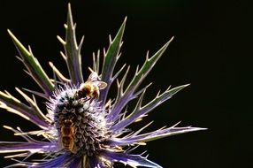 Macro photo of sitting bees on a thistle flower