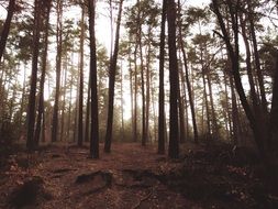 incomparable Wood Forest