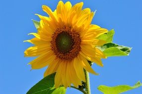 sunflower on a sunny day