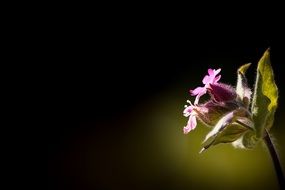 Red Waldnelke flowers, Silene Dioica