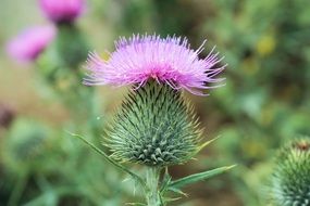 prickly thistle blossom